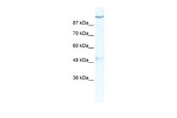Kv11.2 Rabbit anti-Human, Polyclonal, Novus Biologicals 0.1ml; Unconjugated:Antibodies,
